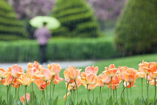 Tulips in a garden, Boston Public Garden