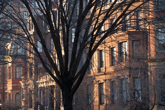 Tree in front of brownstone houses, Commonwealth Avenue