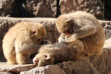 Grooming Japanese monkey © Kei