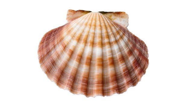 Scallop seashell with orange and white stripes