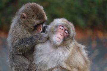 Fototapeta premium Grooming Japanese monkey