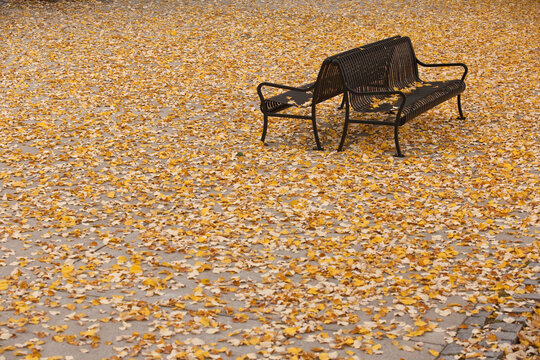 Fallen leaves on benches, North End Park
