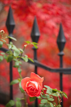 Close-up of a red rose, Commonwealth Avenue