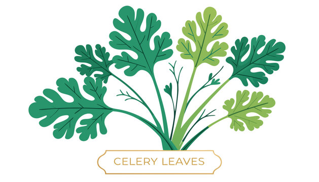 Very beautiful vibrant celery leaves featuring elegant branching stems, lush green foliage, realistic botanical details, and a decorative label reading "CELERY LEAVES", isolated on white background in