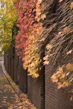 Ivy along a wall, Beacon Hill