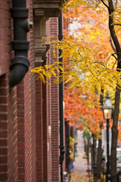 Trees along buildings, Mount Vernon Street, Beacon Hill
