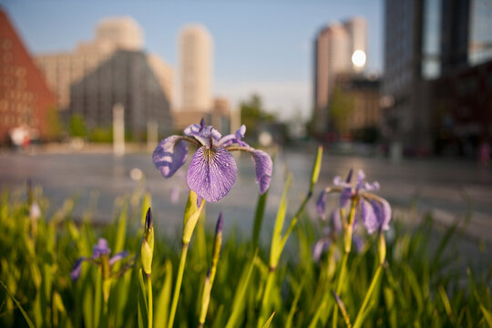 Close-up of Iris flowers with a city in the background, Rose Kennedy Greenway