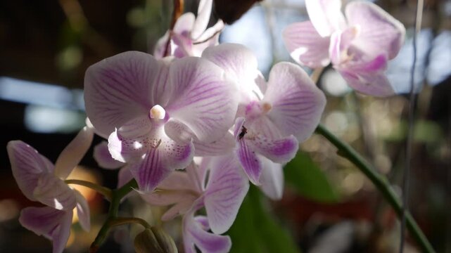 Close view of phalaenopsis orchid flowers on a branch showing soft pink petals and detailed structure among green plants in a garden setting. Botanical beauty.