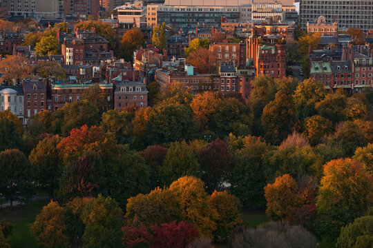 Autumn trees in a park, Boston Common, Beacon Hill