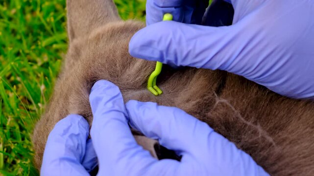 tick on a cat. Selective focus.