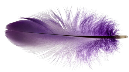 Delicate purple feather with soft fluffy barbs © Lukas