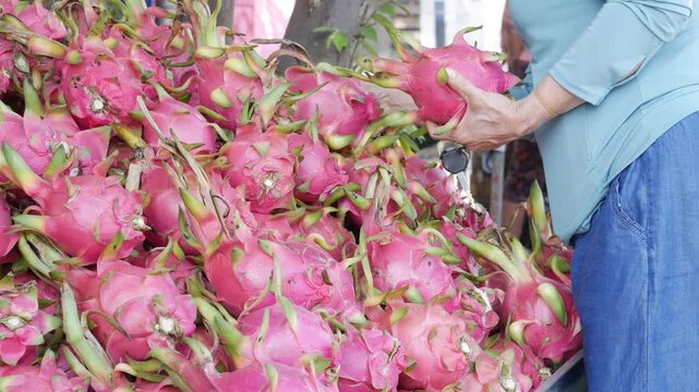 Buyer selects dragon fruits by hand at a market stall while choosing produce from a pile of fruits arranged on a vendor counter in an outdoor market. Local market.