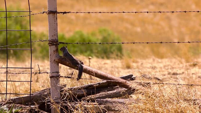Squirrel staying cool on a hot day