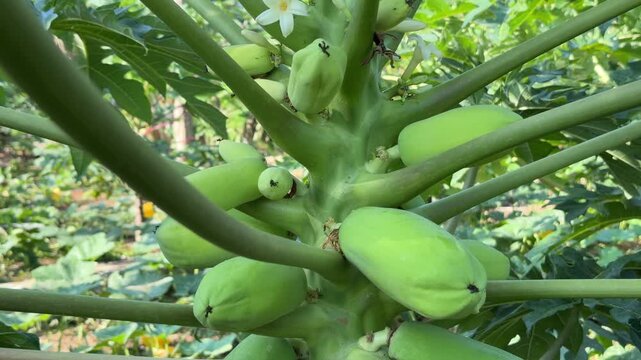 Small green papaya fruits grow directly along the tree trunk clustered near stem nodes within a plantation area during early fruit formation. Fruit farming.