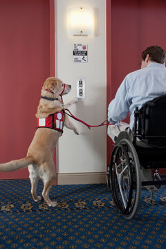 Service dog pushing button for elevator with a man in a wheelchair with a Spinal Cord Injury