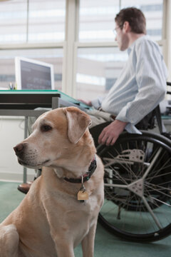 Man in a wheelchair with a Spinal Cord Injury working at desk in a home office with a service dog
