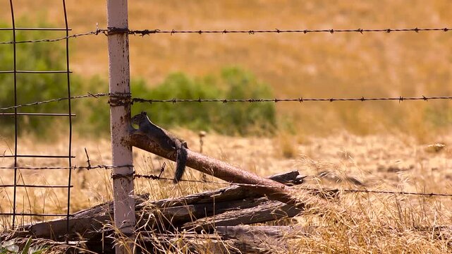 Squirrel staying cool in the shade on a fence