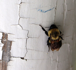 Fototapeta premium Sharp macro photograph of a furry black and yellow bumblebee clinging to a weathered white painted wooden column surface in a backyard garden