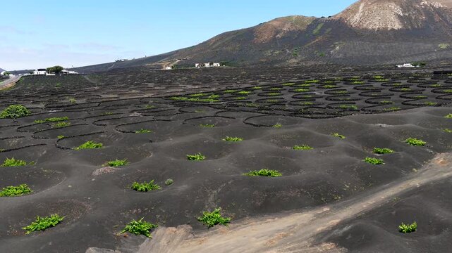 Aerial View of La Geria Lanzarote Volcanic Vineyards and Malvasia Wine Production Valley