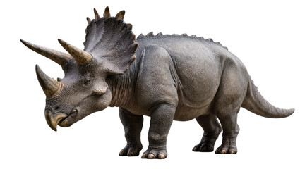 Gray Triceratops Dinosaur with Horns and Frill © Lukas