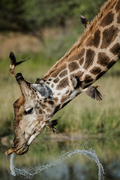 Oxpeckers scatter as a giraffe swings its head up after quenching its thirst at a waterhole in the Kalahari  