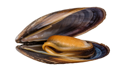 Opened mussel with orange flesh and dark shell © Lukas