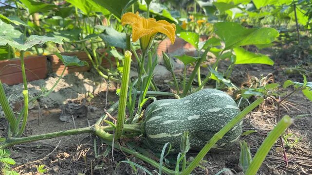 A zucchini develops on creeping stems among dense foliage across a cultivated garden plot with visible soil rows typical for small scale outdoor cultivation areas. Crop growing.