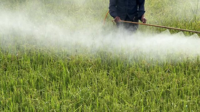 A worker applies protective liquid over ripening rice plants with a handheld sprayer moving through thick stems across an agricultural growing area. Crop maintenance.