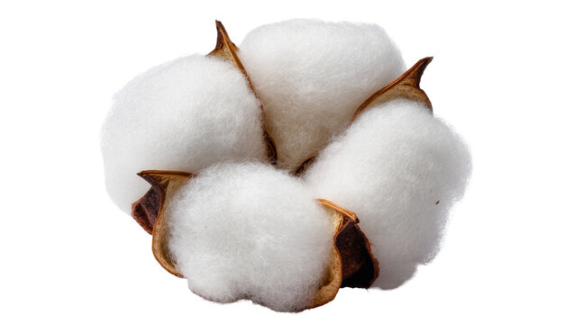 Cotton boll with fluffy white fibers and brown seed pods