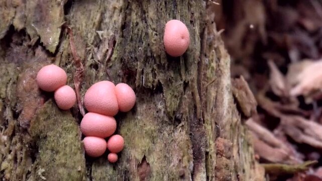 Rosa, kugelf&ouml;rmiger Blutmilchpilz, Lycogala epidendrum im Wald auf Totholz, Schleimpilz
