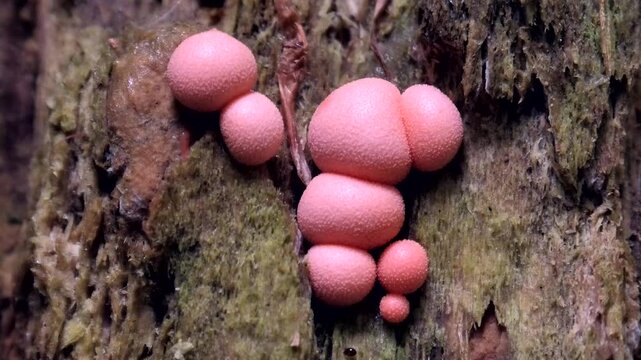 Rosa, kugelf&ouml;rmiger Blutmilchpilz, Lycogala epidendrum im Wald auf Totholz, Schleimpilz