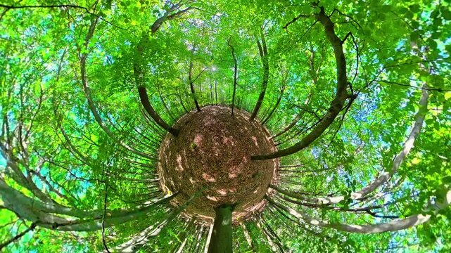 Fr&uuml;hlingswald in 360 Grad Panorama mit Videoeffekt, Bewegung, Laubwald im Naturpark Spessart