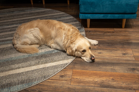 Golden Retriever dog resting on a warm wooden floor in a cozy living room. Portrait of a beloved family pet with a peaceful and pensive expression, symbolizing companionship.