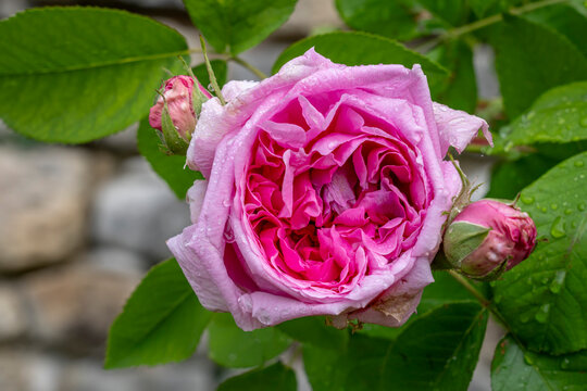 Chateau-Thierry, France - 05 02 2026: Thibaud IV rose garden of Champagne. Close up shot of a colorful archduke Joseph Rose with morning dew