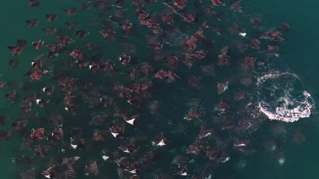 Discover a large school of mobulas mobula as they jump and splash in the Sea of Cortez, showcasing their unique behavior.