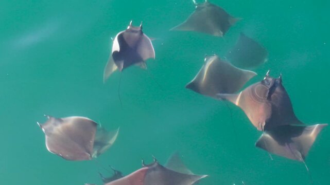 Aerial view shows mobulas mobula jumping and dancing in the Sea of Cortez in Baja California Sur, Mexico.