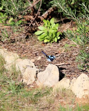 Male Superb Fairy-wren (Malurus cyaneus) searching for insects, South Australia