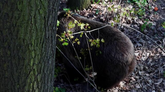 Brown bear foraging for food in forest undergrowth, partially obscured by tree trunk and branches, surrounded by green foliage and fallen leaves on the ground