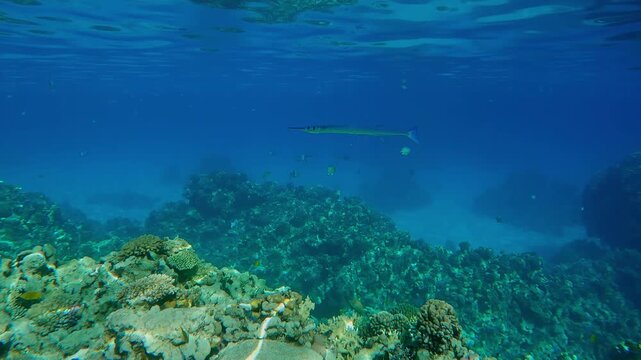 Full Beak or Red Sea Houndfish, Tylosurus choram swimming above a coral reef in turquoise water in shallow at calm weather.