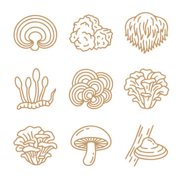 Set of brown outline depicting various types of mushrooms and fungi including shelf fungi, oyster mushrooms, and other forest species