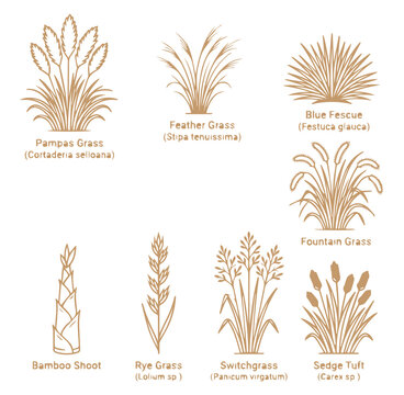 Set of various grass species and bamboo shoot line with scientific names isolated on a white background, for study