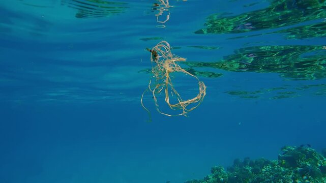 Newborn Trigger fish swims beneath the surface of turquoise water hiding from predators in a drifting piece of drifting rope