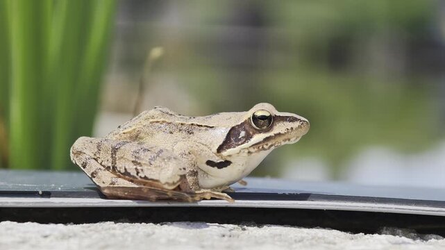 Side profile of a common frog (Rana temporaria) resting under sunny outdoor light. Nature of Czech republic.