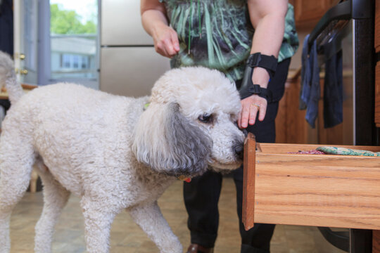Poodle service dog closing a kitchen drawer