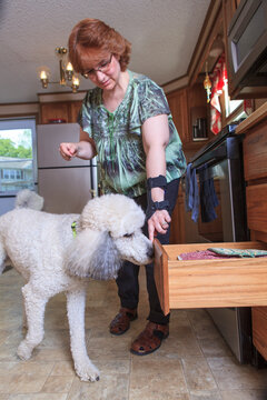 Poodle service dog closing a kitchen drawer