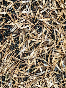 Ash seeds lying on the ground roughly as a background.