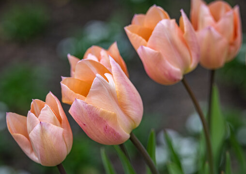 Tulip 'Apricot Beauty'