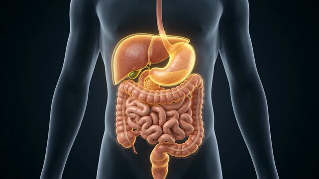 Anatomical view of human digestive system guts highlighting organs