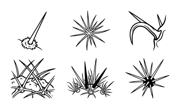 Collection of Diverse Plant Thorns and Spines, Botanical Vector Elements