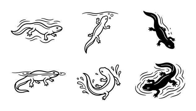 Six Salamander Vector Icons, Aquatic Amphibian Illustrations, Wildlife Line Art Set